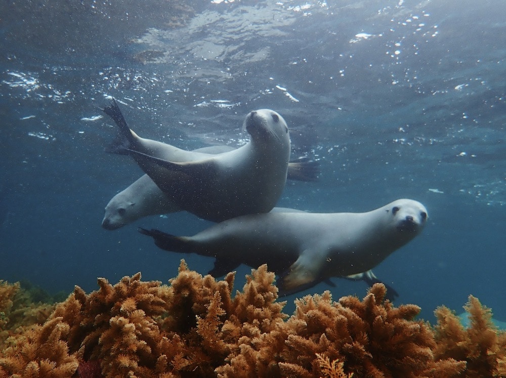 Wyprawa grupowa w marcu 2020 – nurkowanie z lwami morskimi