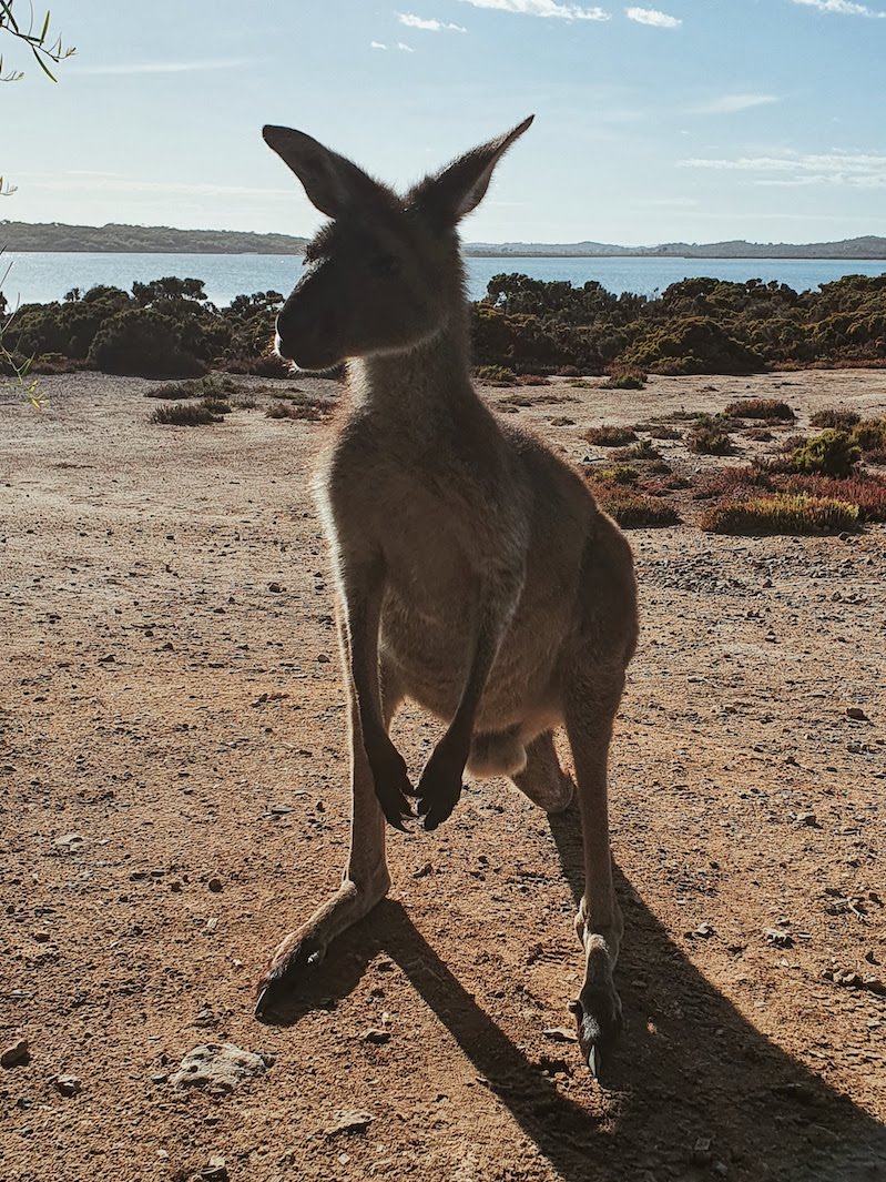 Wyprawa grupowa w marcu 2020 - kangur na kempingu