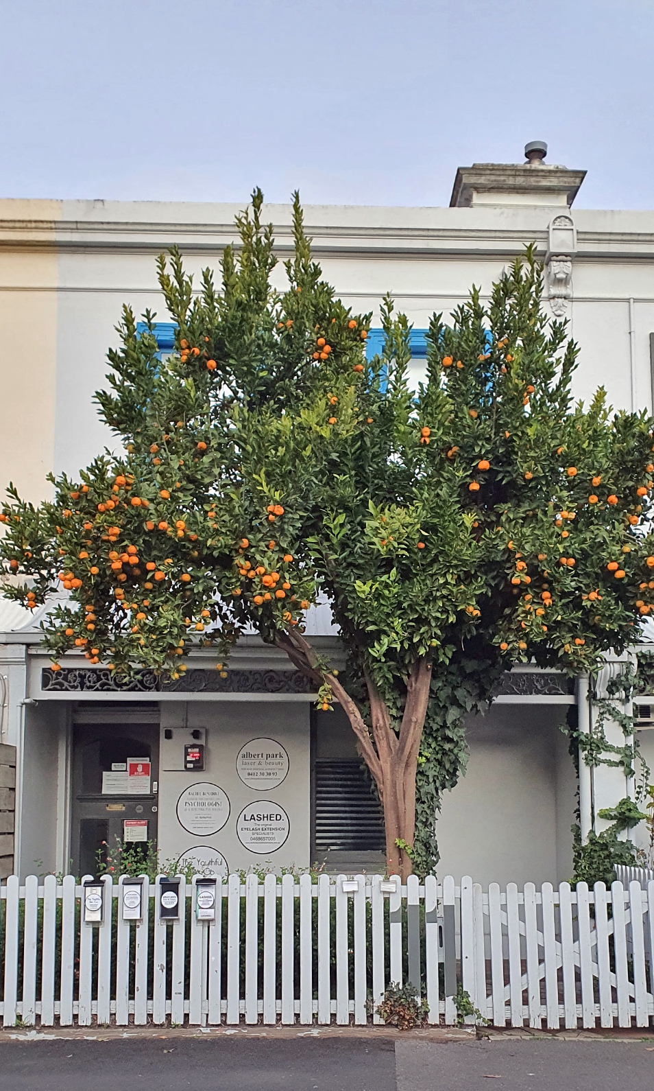 drzewo mandarynkowe przed domem w South Melbourne
