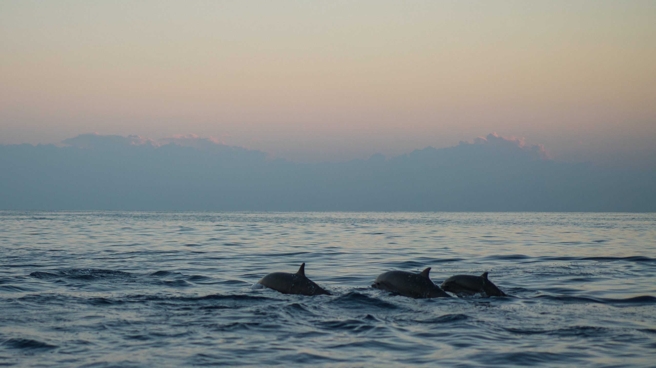 3 delfiny pływające w oceanie