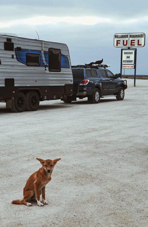 Dingo na stacji paliw w Nullarbour