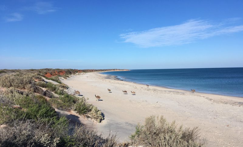 Emu na plaży w Australii
