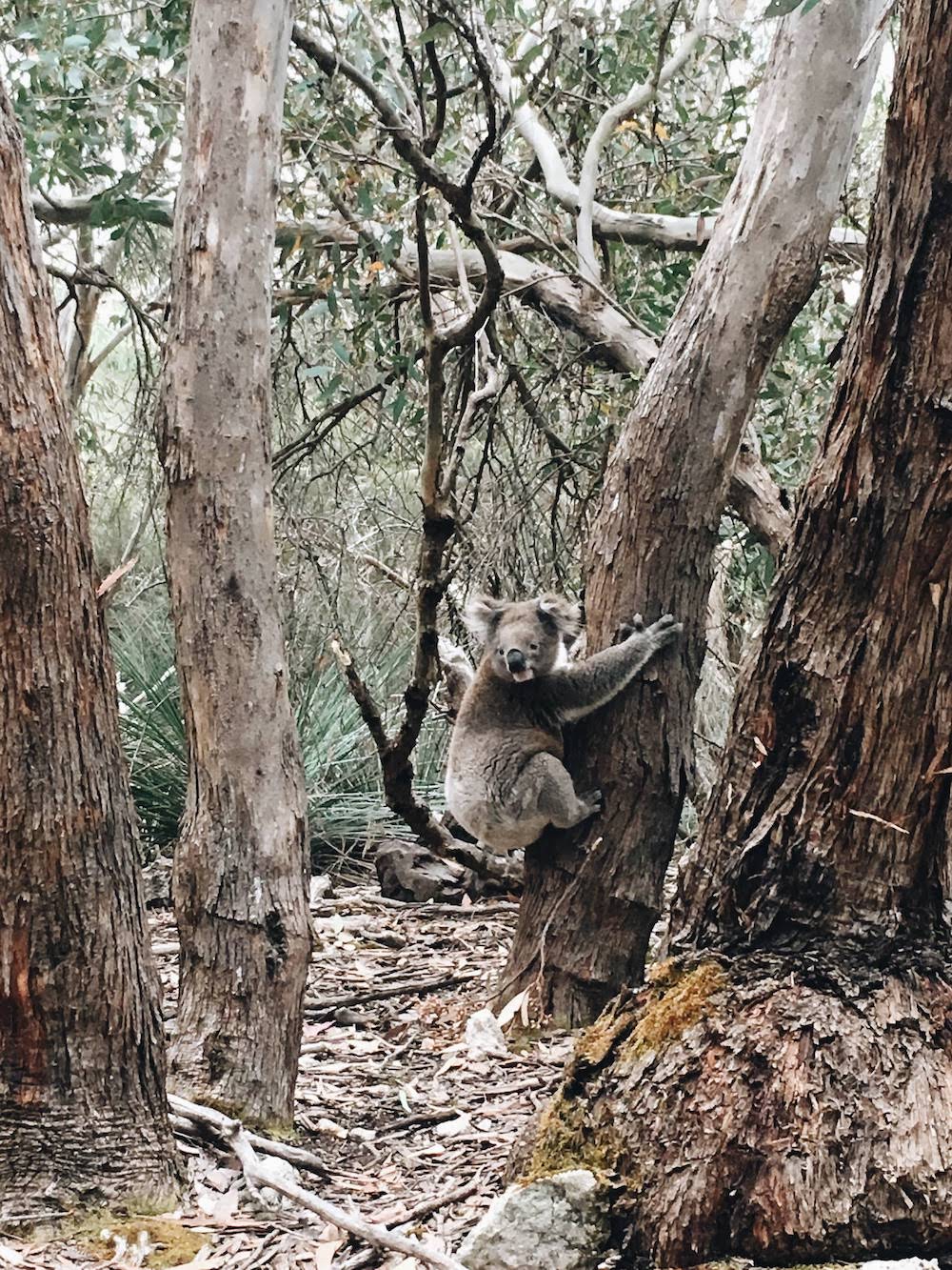Koala na kempingu na wyspie kangura